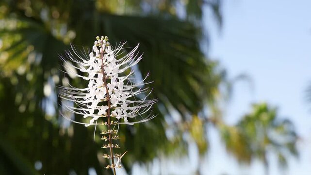 Close Up of White Cat Whiskers Flower in Tropical Garden
