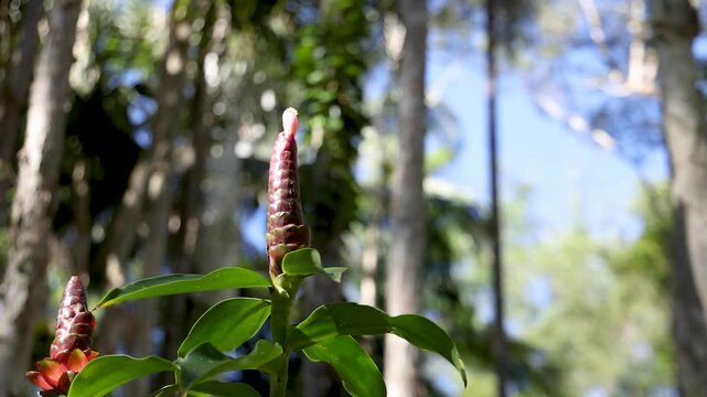 Vibrant Red Shampoo Ginger Plant in a Tropical Australian Garden