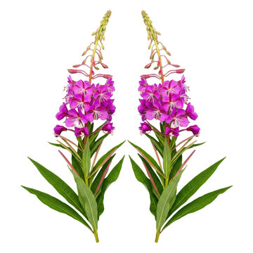 Two symmetrical fireweed clusters with magenta flowers and green leaves on a transparent studio background in a flat lay view. botanical perfection concept