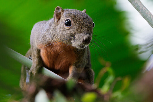 Plantain squirrel observing environment from green branch in natural habitat