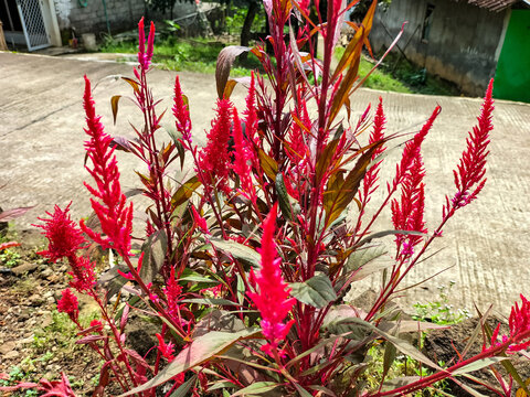 The garden. Red celosia flower blooming outdoors with vibrant plume texture. Selective focus. 