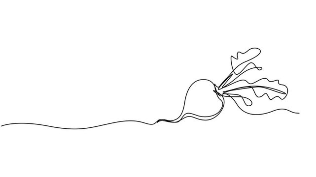 Beetroot continuous one line drawing animation, Beetroot continuous one line drawing animation video. Full length single line 4K video clip, Self drawing line animation whole healthy organic beetroot