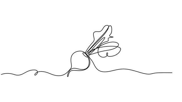 Beetroot continuous one line drawing animation, Beetroot continuous one line drawing animation video. Full length single line 4K video clip, Self drawing line animation whole healthy organic beetroot