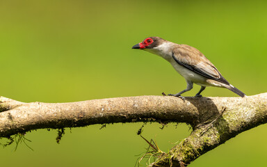 Fototapeta premium weibliche Weißnackenbekarde (Tityra semifasciata)