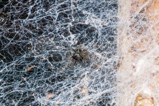 A New Zealand orb‑weaver spider rests at the center of its intricate web in a natural outdoor setting