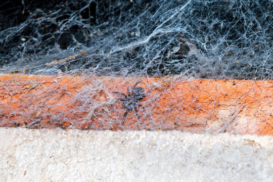 A New Zealand orb‑weaver spider sits at the center of its dusty web stretched between a concrete corner and brick wall
