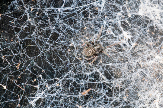 A New Zealand orb‑weaver spider sits at the center of a dense, chaotic web woven across a shaded surface