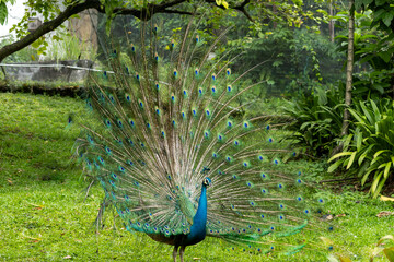 Obraz premium Peacock displaying colorful feathers in natural environment