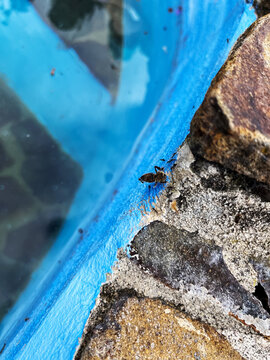 Ants Feeding on Dead Bee by Stone Edge