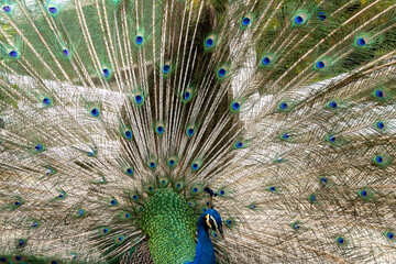 Obraz premium Peacock displaying full feathers with eye pattern natural background