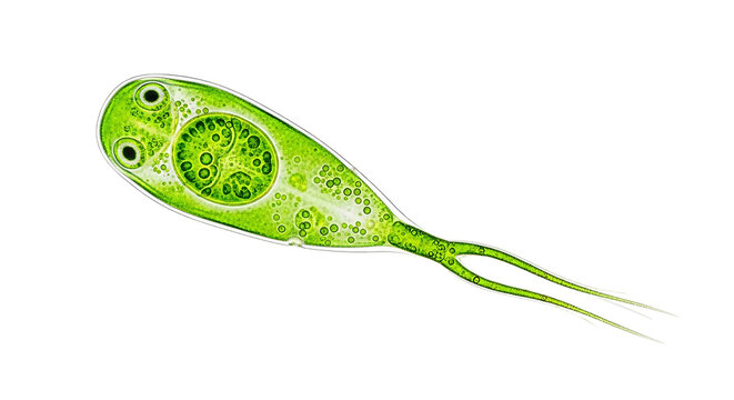 Euglena protozoa under microscope