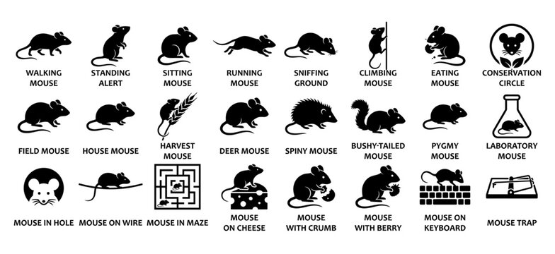 Mouse behavior and rodent activity solid icon set. Featuring Walking, Standing Alert, Running, Sniffing Ground, Climbing, Eating, Field, House, Harvest Mouse for pest control and laboratory research.