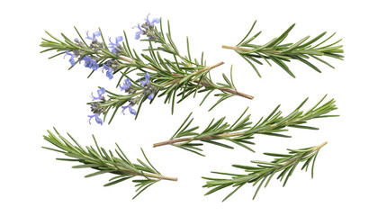Fototapeta premium Fresh green rosemary sprigs with delicate purple flowers, isolated on a transparent background.