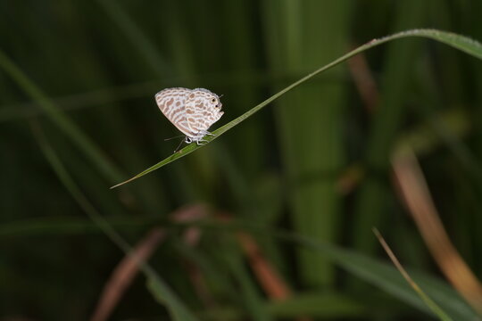 Blue butterfly over the grass
