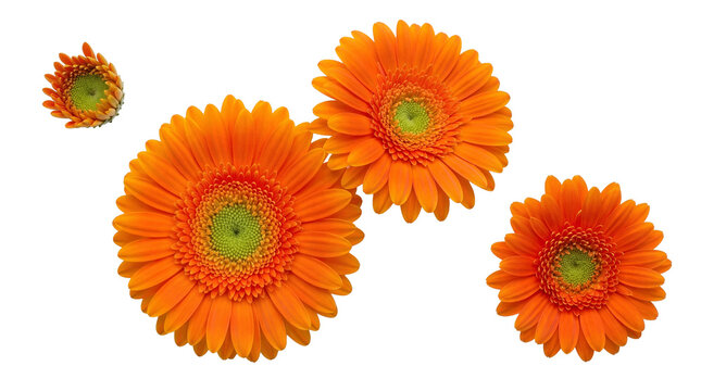 Vibrant orange gerbera daisy flowers with lush green centers, captured in a studio shot.