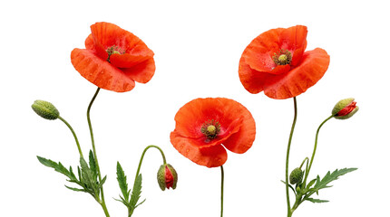 Naklejka premium Beautiful red poppy flowers with delicate petals and water droplets, isolated on a transparent background.