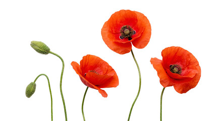 Naklejka premium Vibrant red poppy flowers in full bloom with fresh green buds and delicate stems, isolated on transparent background.