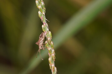 Fototapeta premium Bug nymph