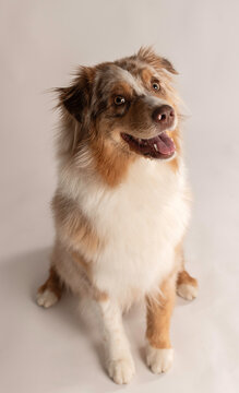Australian shepperd  puppy