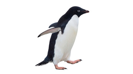 Fototapeta premium Energetic Adelie penguin, a charming Antarctic seabird, captured walking in full-length.