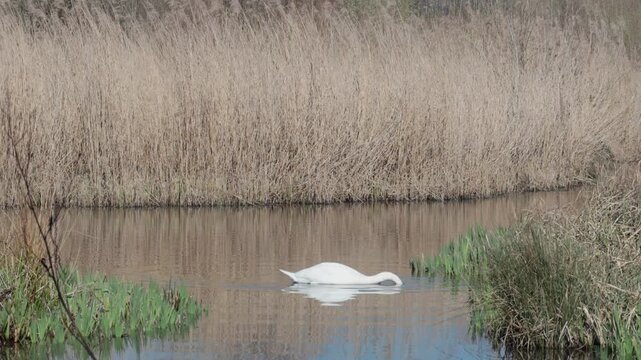 A Mute Swan, Cygnus olor, in lake in early Spring with Reedbed in background. UK