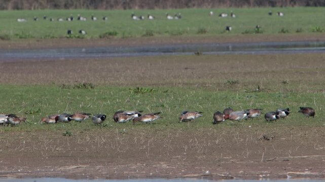 A flock of Wigeon, Anas penelope, grazing with a flock of Barnacle Geese, Branta leucopsis, in the background. Spring. Severn Estuary. England. UK