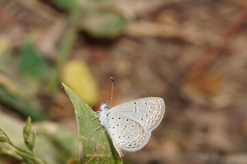 Blue butterfly © Karthikeyan