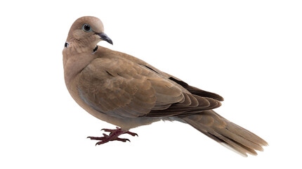Fototapeta premium Photograph of a gentle Eurasian collared dove, perched, looking backwards over its shoulder.