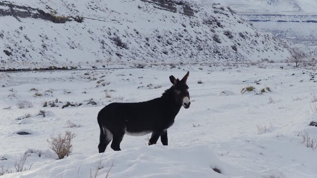 Donkey Equus africanus asinus stands on snow covered valley floor near R&iacute;o Chico in Paso Pehuenche Las Loicas Mendoza Argentina surrounded by Andean terrain and winter landscape, low orbit shot