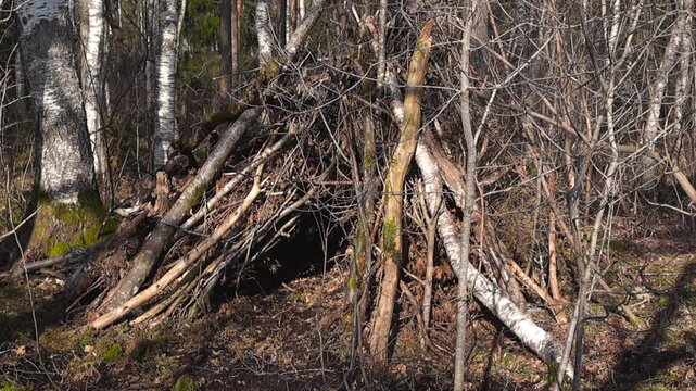 Handcrafted survival hut built from branches and logs standing in a sunny birch forest, demonstrating primitive building techniques for wilderness camping, bushcraft, and outdoor adventure