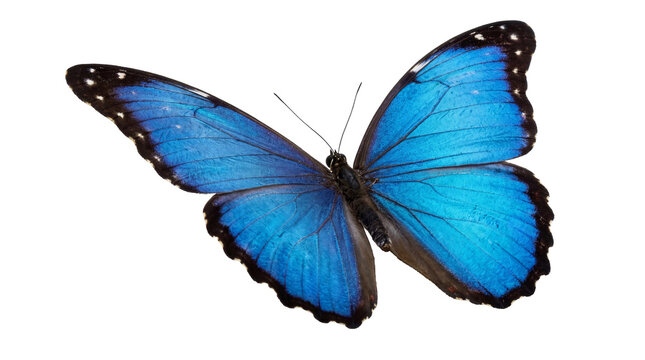 Beautiful close-up photograph of a vibrant blue morpho butterfly with patterned wings.