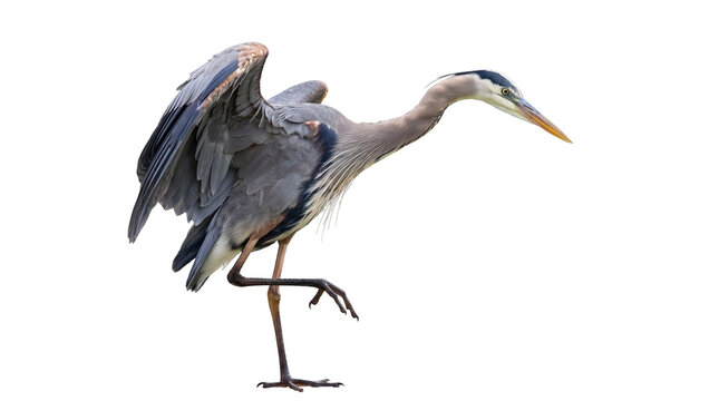 Graceful great blue heron captured mid-action, balancing elegantly on one leg with wings slightly spread.