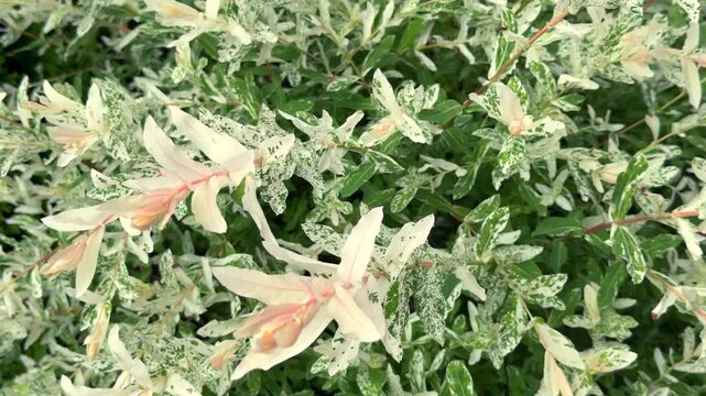 A close-up of a lush Hakuro Nishiki dappled willow bush, showing delicate branches with striking white, green, and pale pink variegated leaves in a bright, tranquil garden setting.