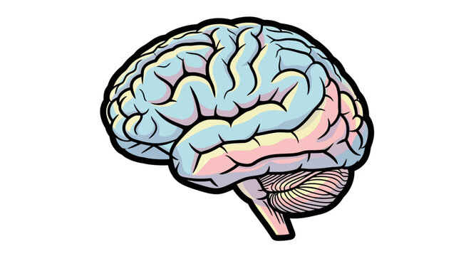 Human Brain Anatomy Medical Illustration.