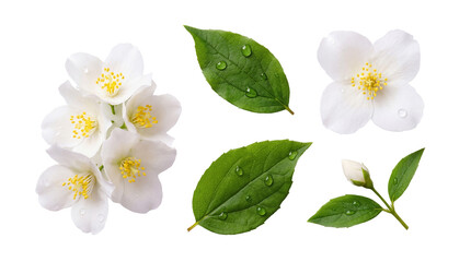 Close-up photograph of jasmine flowers, buds, and green leaves with water droplets, isolated on transparent background. © Sharon