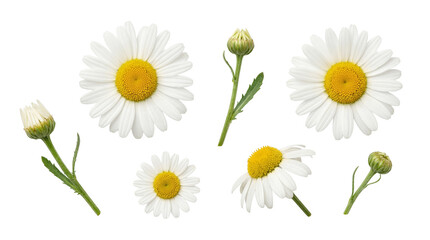 Beautiful fresh chamomile daisy flowers and unopened buds, a collection perfectly isolated on a transparent background. © Sharon