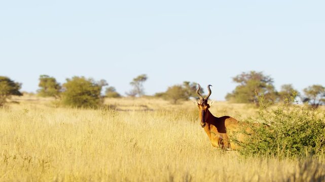 A Red hartebeest  or Cape hartebeest (Alcelaphus buselaphus caama) Looking into the camera in Savanah