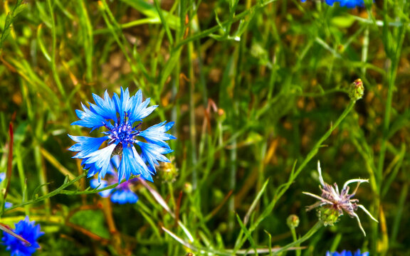 Close up of iris flowers as nature background.