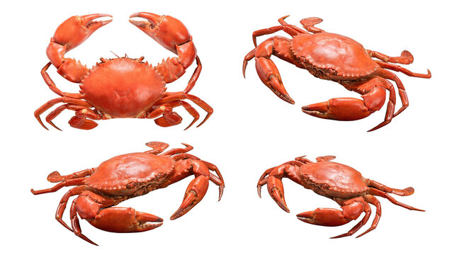 Four cooked red crabs presented in diverse dynamic poses, emphasizing their unique anatomy and vibrant red hues.