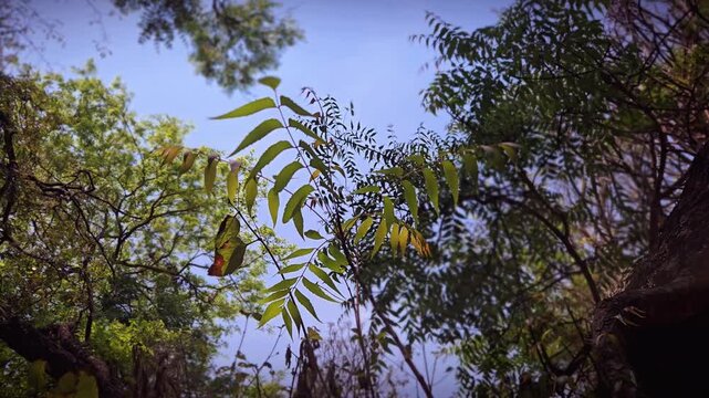 Neem used for skin issues like acne or eczema, neem also helps manage blood sugar and boost immunity. Its antiseptic nature makes it a trusted remedy for cleaning wounds and treating various infec