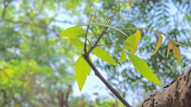 Neem is versatile: twigs serve as natural brushes, oil acts as an eco-friendly pesticide, and dried leaves protect stored grains from pests without using any harmful, toxic chemicals.