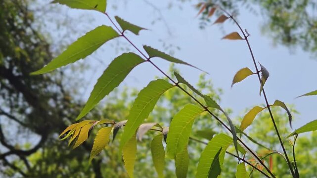 Used for acne or eczema, neem also helps manage blood sugar and boost immunity. Its antiseptic nature makes it a trusted remedy for cleaning wounds and treating various infections.