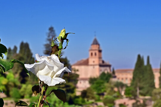 Granada, giardini, roseti e fiori del complesso del Generalife dell'Alhambra, Andalusia, Spagna