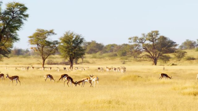Wide angle shot of herd of Springboks antelopes Grazing in Grasslands of Savanah