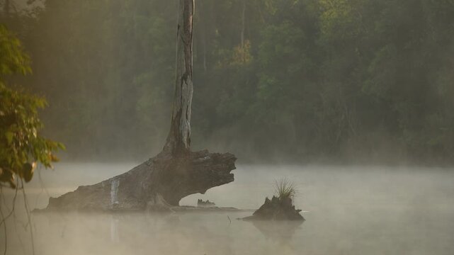A magic morning in the jungle. Morning mist rising over the  pond and water surface.