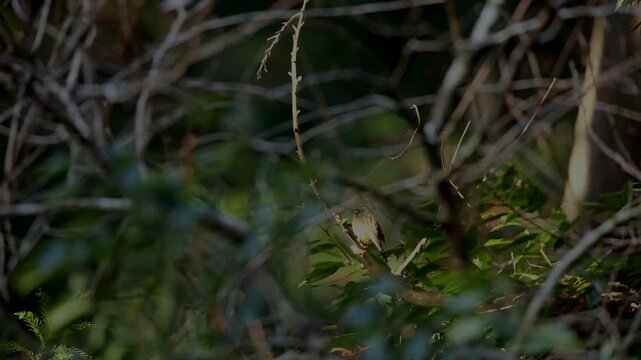 Black-faced Bunting taking off from a thicket on Mount Tenran, Hanno.