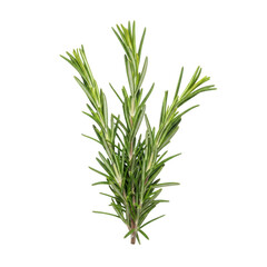 Fototapeta premium A small green pine tree branch with needles isolated on transparent background