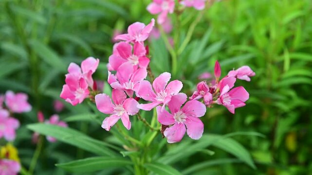 4K Pink oleander flowers swaying gently in soft light