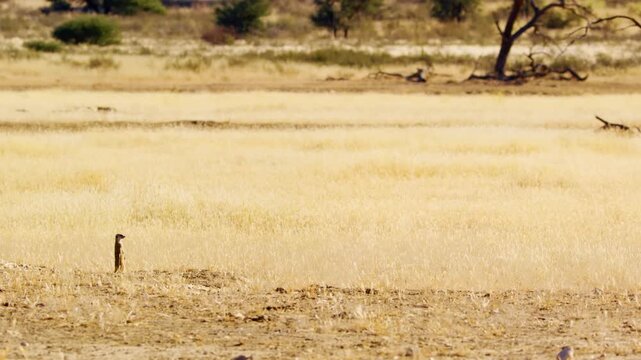 A cute funny baby meerkat that can't keep their eyes open while sitting and fall over,Botswana. Wildlife in Africa.