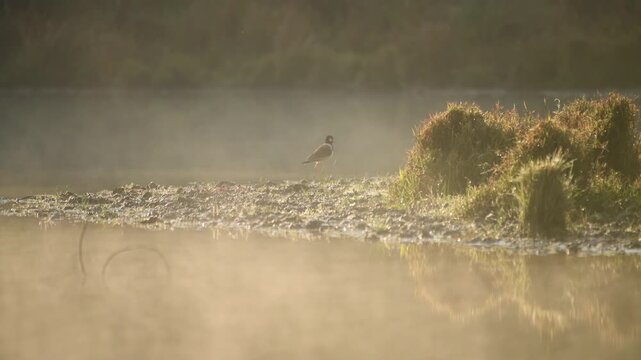 Beautiful bird resting in lake at sunrise in Misty morning.
